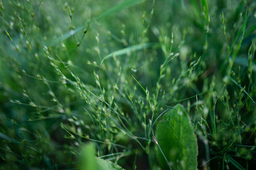 grass with water drops
