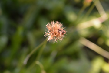 Bulbous dandelion
