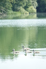 Sommer am See