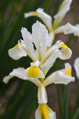 Turkish iris
