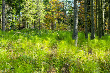 Fototapeta na wymiar Equisetum telmateia or great horsetail overgrowing a glade in the dense forest of the Salzkammergut region in the Austrian alps
