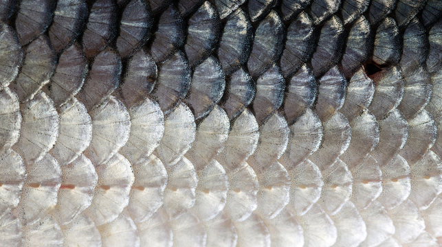 Texture of freshwater fish scales. Selective focus.