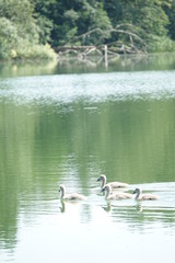Sommer am See