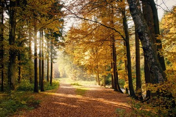 Beautiful autumnal forest path scenery with warm sunlight.
