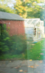 Autumn crane fly on a window with an English back garden behind.