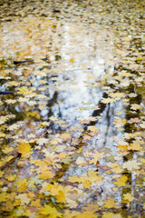 Autumn maple leaves in a river