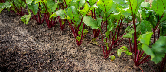 Sprouts of vegetable beet on the garden in the garden against the background of the earth, concept of gardening and harvest with copy space