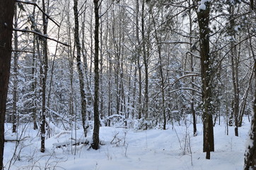 Awesome winter landscape. A snow-covered path among the trees in the wild forest. Winter forest. Forest in the snow.