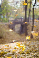 Beautiful autumn landscape with yellow trees and sun