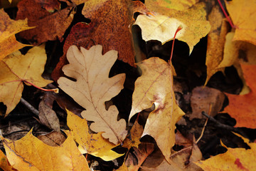 Yellow dry autumn maple and oak leaves carpet background