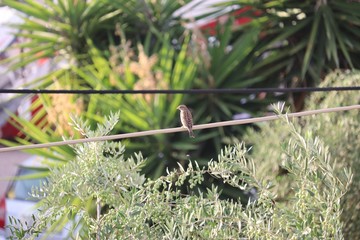 bird on a cable with yucca in background