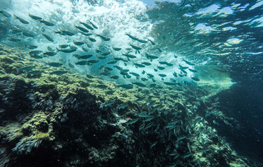 Underwater view of a school of fish swimming in the Mediterranean Sea.