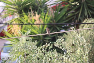 bird on a cable with yucca in background