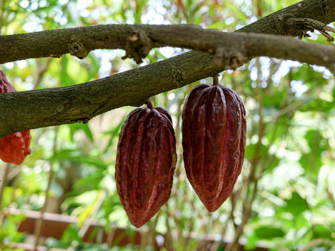 Fève de cacao sur un cacaoyer , jardin créole, La Réunion
