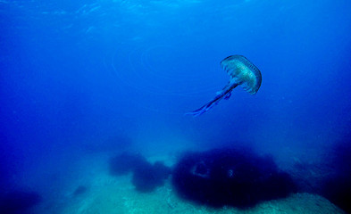Jellyfish underwater.