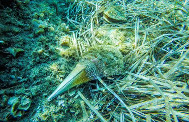 Several molluscs noble pen shell, Pinna nobilis, underwater on a seabed with neptune grass, Mediterranean sea