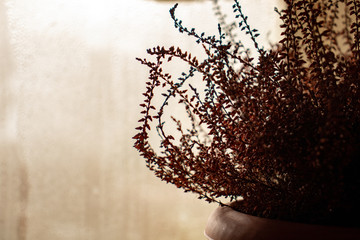 Indoor flower (heather) in a pot is standing at the window, it is raining outside.