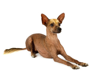 Thoroughbred Xoloitzcuintli dog isolated on white background
