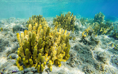 Naklejka premium Yellow mediterranean sponge Aplysina aerophoba, underwater.