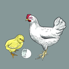 chicken vector illustration, hen cartoon style 