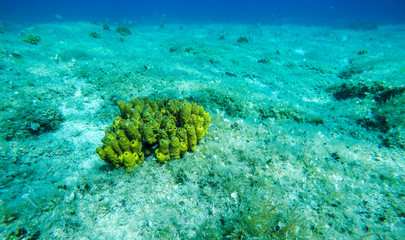 Yellow mediterranean sponge Aplysina aerophoba, underwater.