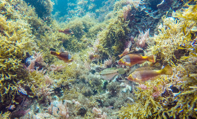 Obraz premium Underwater view of a school of fish swimming in the Mediterranean Sea.