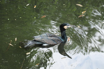 Close-up of a cormorant swimming in green water