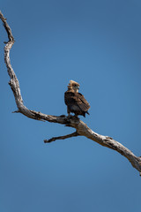 Fototapeta na wymiar Bateleur eagle on top of dry tree branch looking back, vertical composition