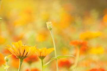 Beautiful garden flowers On vacation The sun is gentle in the morning. It is a beautiful background image.