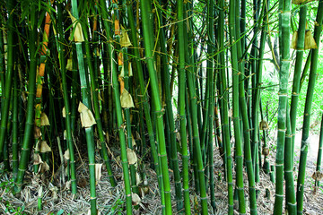 Green Bamboo in Asian Garden