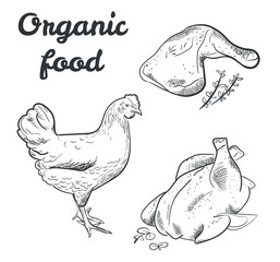 organic chicken food sketch style  hand drawn illustration