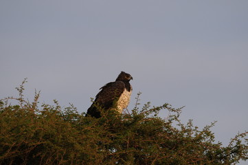 aigle royal