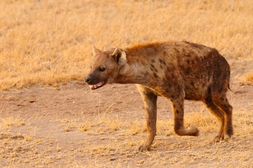 Fototapeta premium fennec