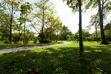 the trees are fertile in the rainy season