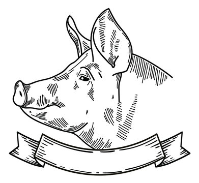 vector illustration of farm animal pig head, ideal for label, logo, sketch  style illustration Векторный объект Stock | Adobe Stock