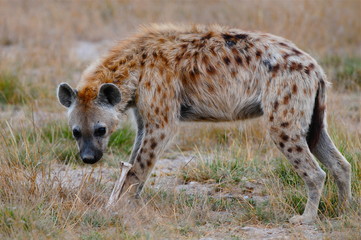 Obraz premium hyene