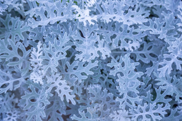 Cineraria top view background. Natural white leaves plant wallpaper. Christmas cold crystal mood of a fairy tale. Nature theme poster, banner, booklet of elegant, laconic, modern style. Magical decor.