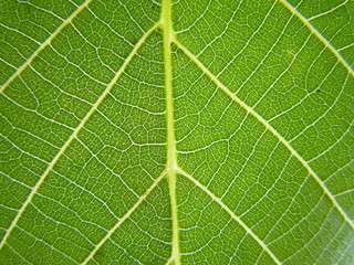 Juglans regia Leaf