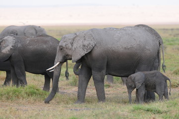 Obraz premium elephant