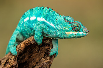 Amazing and rare colored chameleon calmly sitting on a branch. And exotic, interesting and curiously looking animal.  © janstria