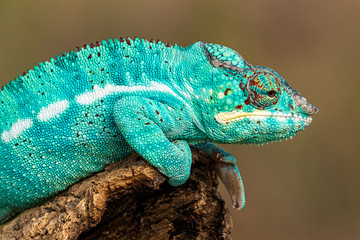 Amazing and rare colored chameleon calmly sitting on a branch. And exotic, interesting and...