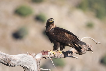 Aguila imperial ibérica