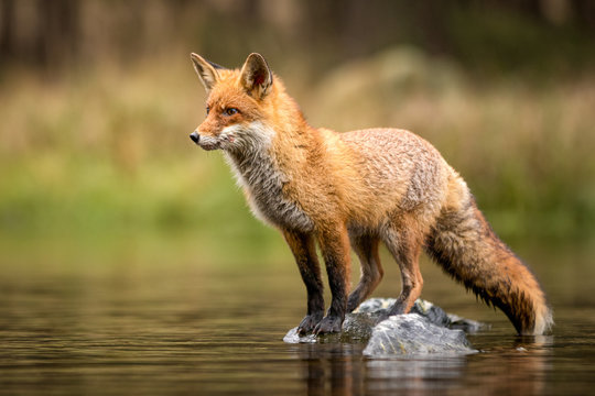 Beautiful red fox standing on a few stones over the water surface. Very focused on its prey. Pure natural wildlife photo. Ready to hunt.