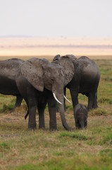 elephant