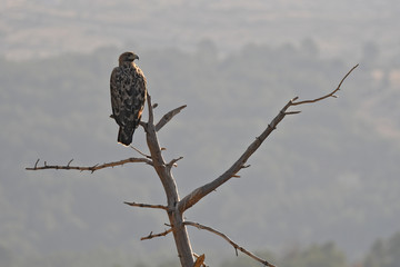 Aguila imperial ibérica