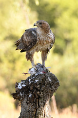 Aguila perdicera en la sierra