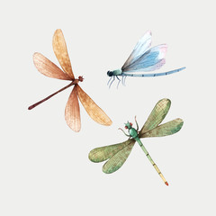 Fototapeta Watercolor vector summer dragonfly insect colourful illustrations set obraz