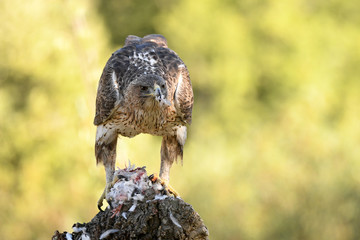 Aguila perdicera en la sierra