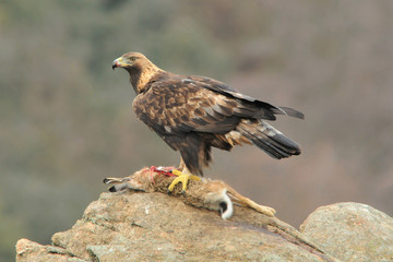 Aguila real en la montaña