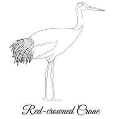 Red crowned crane outline vector